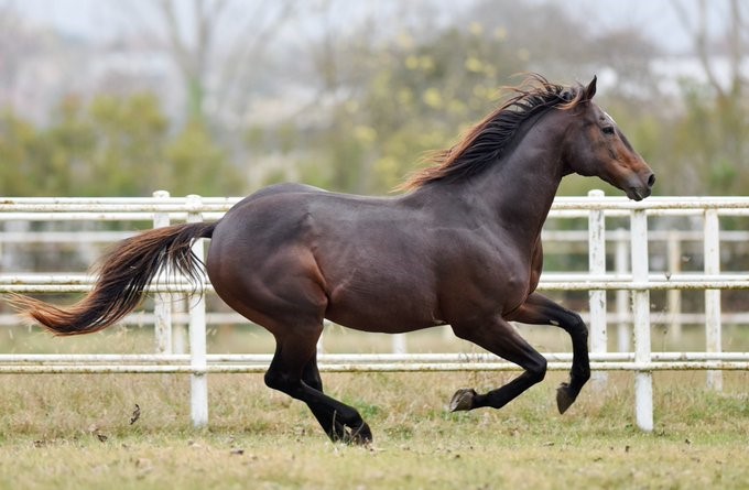 24 Ekim Perşembe İzmir Koşu Yorumları | İbrahim Gökbel