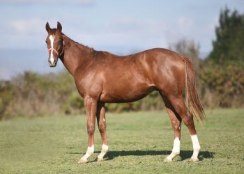 Kitapçı Ekürisinden Satılık 1.5 Yaşlı İngiliz Taylar