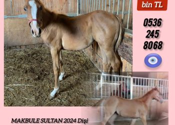 Makbule Sultan 2024 Dişi