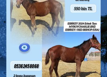 2024 Doğumlu Myboycharlie Erkek Tayı