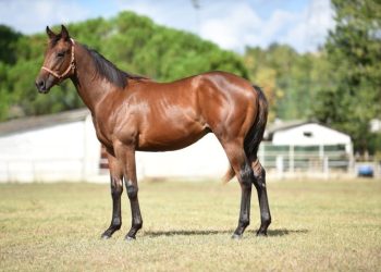 ALKAŞ Ekürisinden Satılık 1.5 Yaşlı Taylar