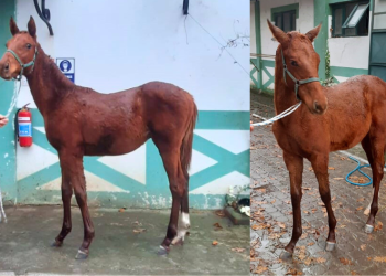 Satılık Super Saver Erkek Tay