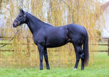 TJK Aygırlarının 2025 yılı Aşım Ücretleri ve Yerleri Belli Oldu