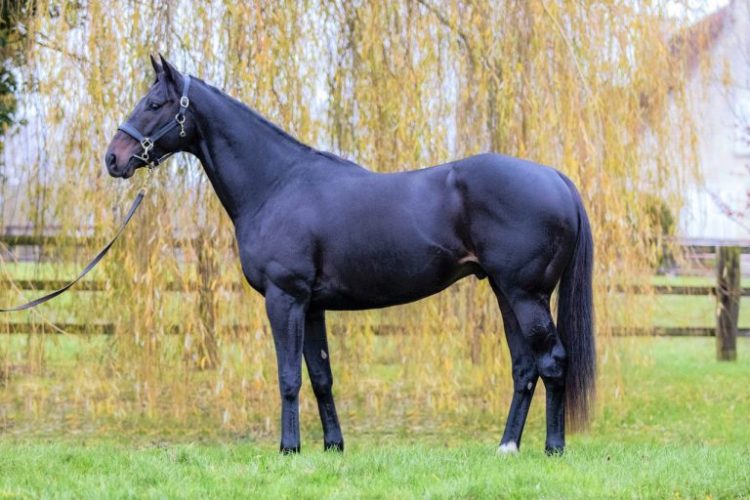 TJK Aygırlarının 2025 yılı Aşım Ücretleri ve Yerleri Belli Oldu