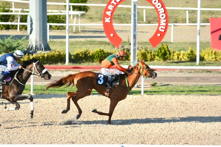 Koşar Durumda 3 Yaşlı İngiliz Tayı