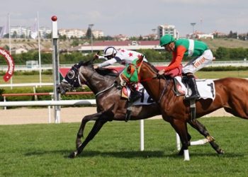 DENİZ Ekürisinden Satılık Koşan Atlar, Taylar ve Kısraklar