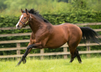 Dünyaca Ünlü Aygır Belardo, Türk Yetiştiriciler Tarafından Satın Alındı