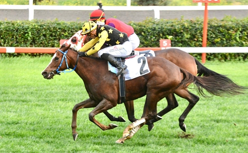 Zühtü Erişen Koşusu’nda galibiyete Amazing Touch ulaştı